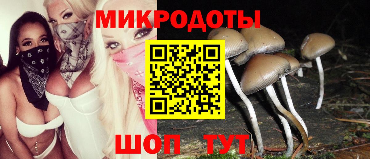 Галлюциногенные грибы Psilocybe Красногорск